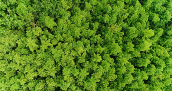 秦岭竹林航拍视频