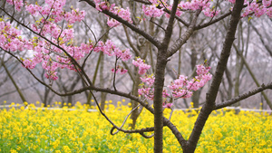 城市春天花季红色早樱与黄色油菜花4k素材42秒视频