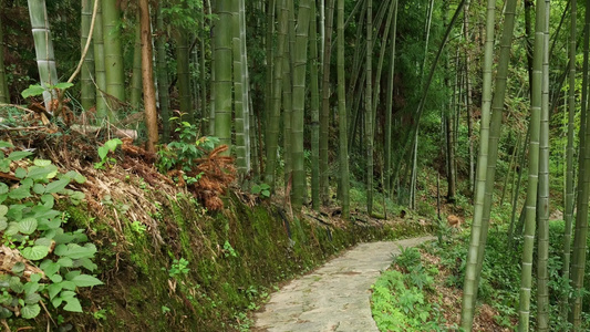 竹林竹叶空镜头视频