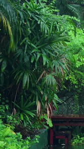 下雨天的林间视频