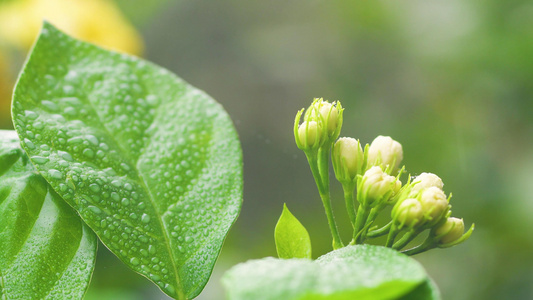 小暑雨中茉莉视频