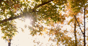 逆光下秋天金黄色树叶透出光芒8秒视频