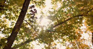 逆光下秋天金黄色树叶透出光芒7秒视频