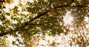逆光下秋天金黄色树叶透出光芒13秒视频