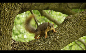 在树上的松鼠11秒视频