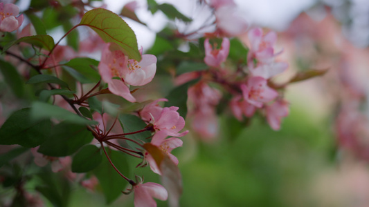 春天公园里盛开的粉红色树花特写视频