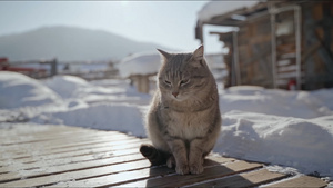 1080P阳光下的小猫咪55秒视频