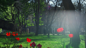 红花郁金香在阳光自然平静的城市背景下种植花园9秒视频