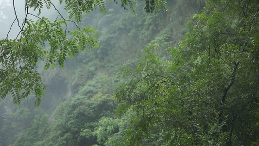 树林里的落雨[林子里]视频