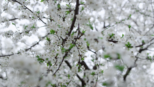 美丽的樱桃树在低处摇曳的白色树枝视频