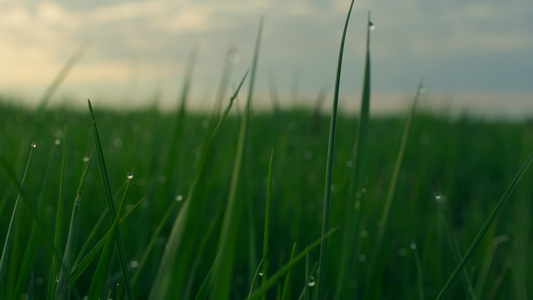生长在新鲜草坪领域的水草绿色日出视频