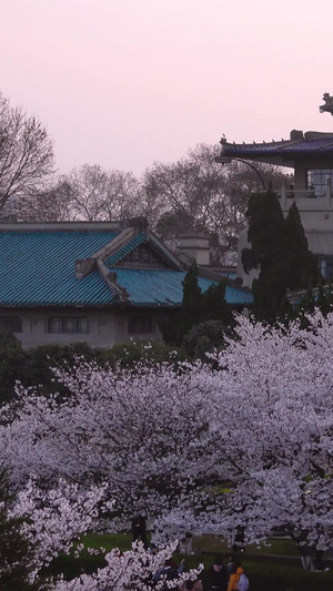 春天樱花季武汉大学赏花的人群素材春天素材52秒视频