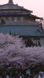 春天樱花季武汉大学赏花的人群素材春天素材视频