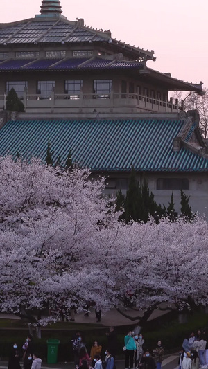 春天樱花季武汉大学赏花的人群素材春天素材52秒视频