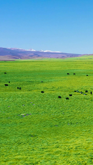 西藏高原春季绿色草原航拍素材畜牧养殖业71秒视频