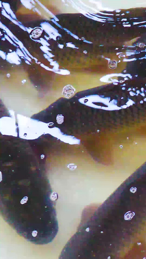 扶贫淡水渔业养殖50秒视频