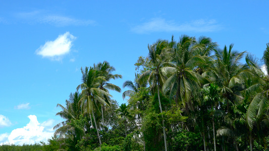 热带海岛椰林延时合集4K视频