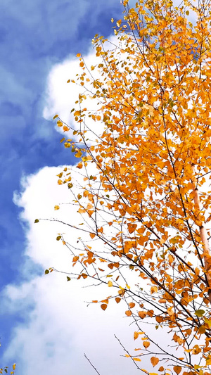 蓝天下秋天的黄叶特写蓝天下的大树40秒视频