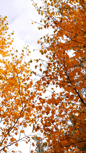 蓝天下秋天的黄叶特写蓝天下的大树40秒视频