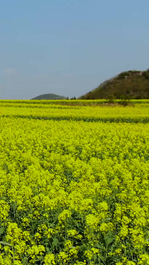 无人机低空航拍油菜花海视频旅游观光58秒视频