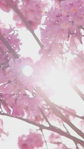 春日逆光紫花风铃花植树节视频