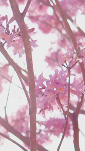 春日逆光紫花风铃花植树节视频