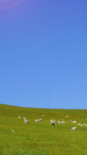 草原上的风车羊群内蒙古24秒视频