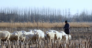 4K多角度拍摄内蒙古牧区牧羊人放牧场景合集21秒视频
