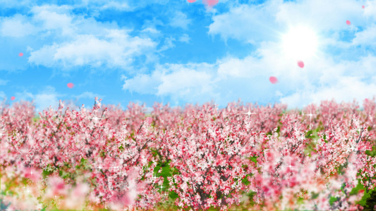4K唯美的樱花背景素材视频