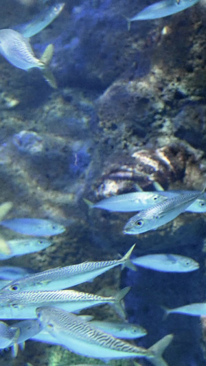 老虎滩海洋公园海中鲐鱼群AAAAA级风景区20秒视频