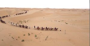 4k实拍宁夏沙坡头景区沙漠骆驼23秒视频