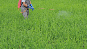 4k实拍农民伯伯在稻田中喷洒农药视频素材26秒视频