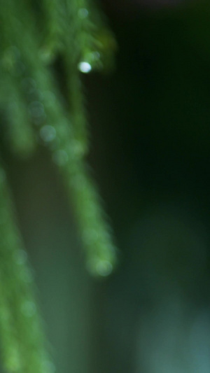 松枝叶寒露清晨的露水露珠视频素材24节气15秒视频