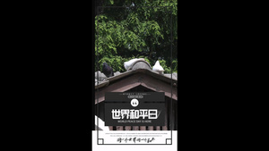 简洁清新世界和平日海报AE模板15秒视频