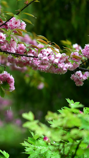 春雨中的樱花素材77秒视频