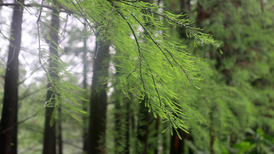 4K实拍谷雨节气松树针的雨珠视频