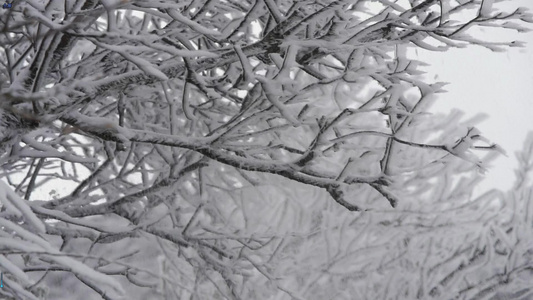 升格拍摄风中摇曳的雾凇雪景视频