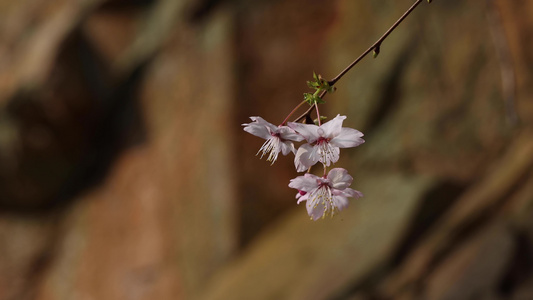 山花野樱花视频