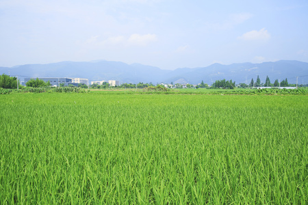 水稻田洒农药[生物农药]视频