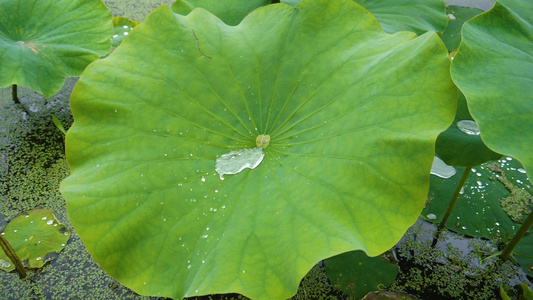 高清升格拍摄荷叶水露视频