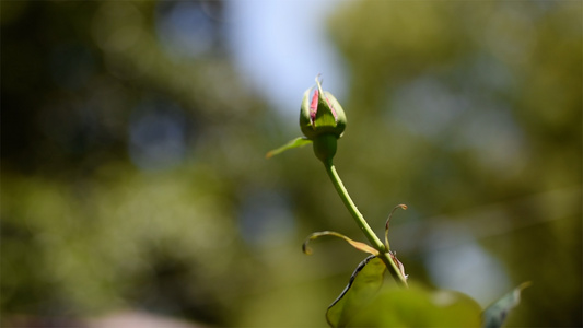 一朵含苞待放的玫瑰花升格4K实拍[娇嫩欲滴]视频
