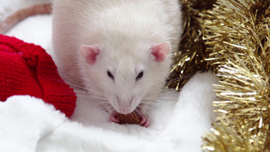 圣诞节白老鼠17秒视频