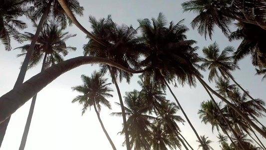 农场椰子种植场视频