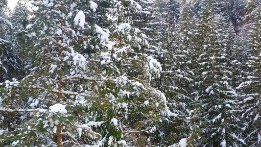 冰冻的树木和雪覆盖了常青林视频