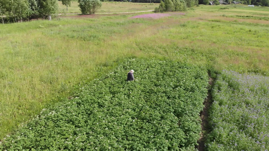 在小型马铃薯田间空中螺旋式上升的镜头中妇女农民在小视频
