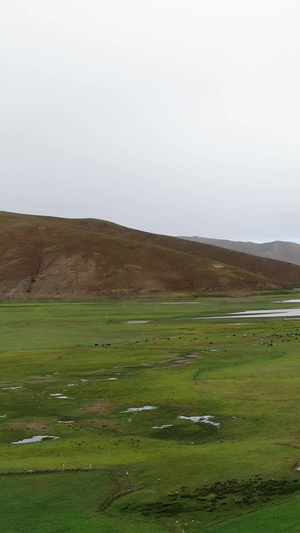 牧民放牧航拍视频西藏风光52秒视频