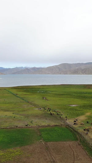 牧民放牧航拍视频西藏旅游52秒视频