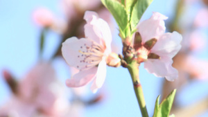 春树花14秒视频