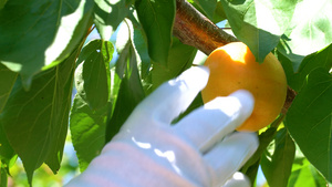 果农采摘杏子实拍4K35秒视频