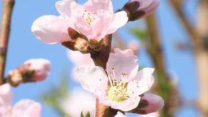 春树花19秒视频